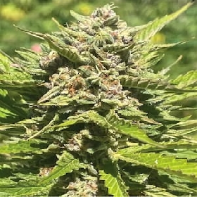 Banana Melt > Humboldt Seed Company